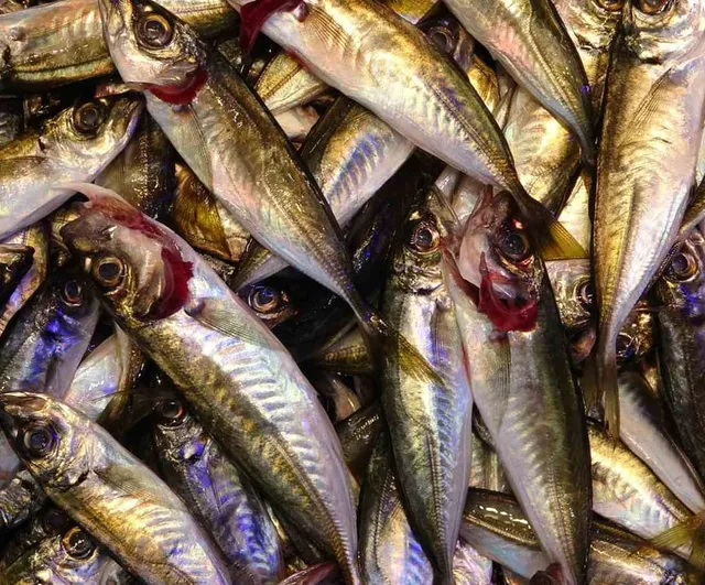 Balık av sezonu sona ererken esnaf: Hamsi ve istavrit bolluğu satışları artırdı