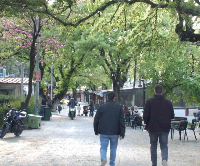 Balıkesir Ören'de bin 620 tarihi meşe ağacı koruma altına alındı