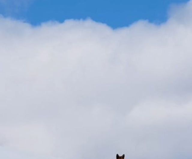 Bingöl'ün Karla Kaplı Dağlarında Yuvasında Görüntülenen Kızıl Tilki