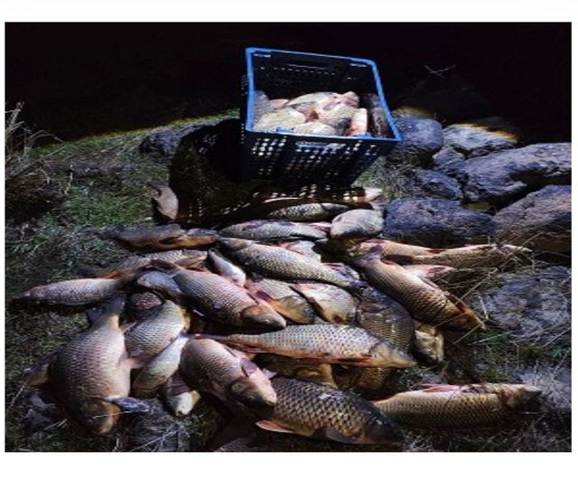 Bolu'da 250 kilo canlı sazan Seben Göleti'nde kaçak ağlardan kurtarıldı