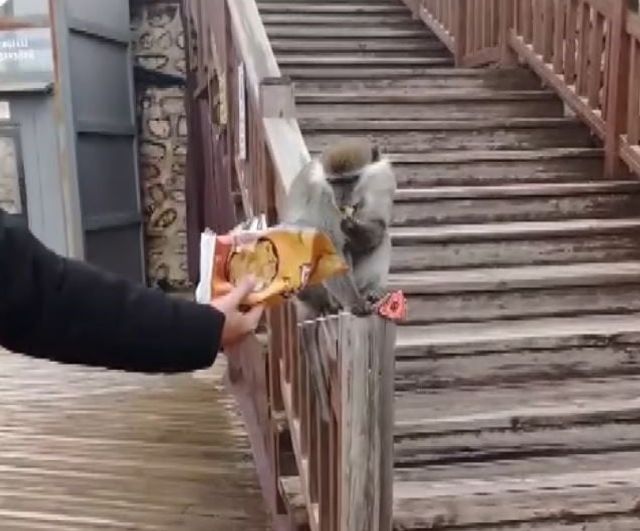 Denizli'de firari maymun Seyir Tepesi'nde görüntülendi, DKMP aramayı sürdürüyor