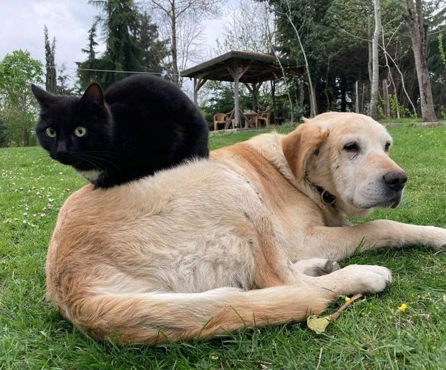 Düzce’den 2026 İlk Çeyreğinde 531,9 Ton Kedi ve Köpek Maması İhracatı