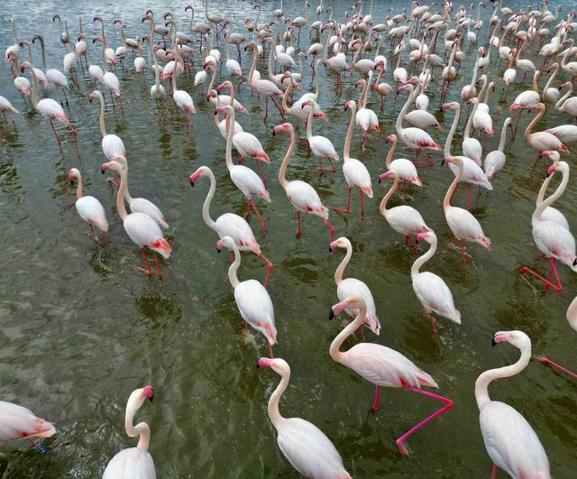 Eber Gölü'nde flamingoların ziyareti: Yüzlerce kuştan renkli görüntüler