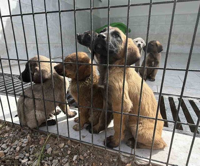 Edremit'te 'Doğal Yaşam Alanı' açıldı — 4 bin 520 metrekarelik tesis Bin 500 köpeğe hizmet verecek