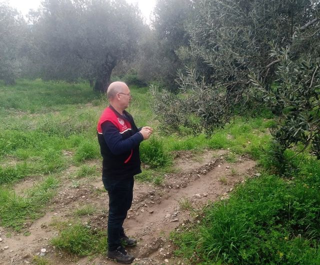 Edremit'te zeytin verimini korumak için feromon tuzaklarıyla zeytin güvesi izleme çalışması