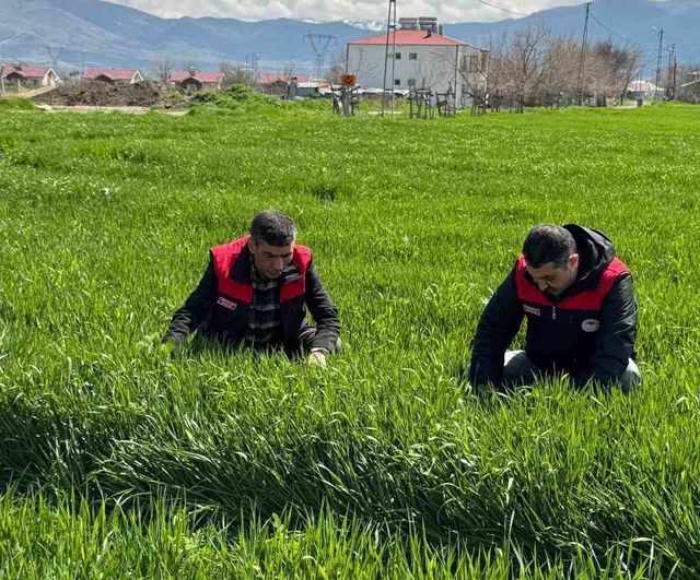 Elazığ'da hububat üreticilerine kök ve kök boğazı hastalıkları uyarısı