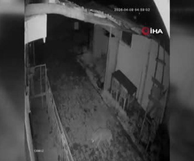 Elazığ Erbildi Köyünde yiyecek arayan kurt güvenlik kamerasına yansıdı