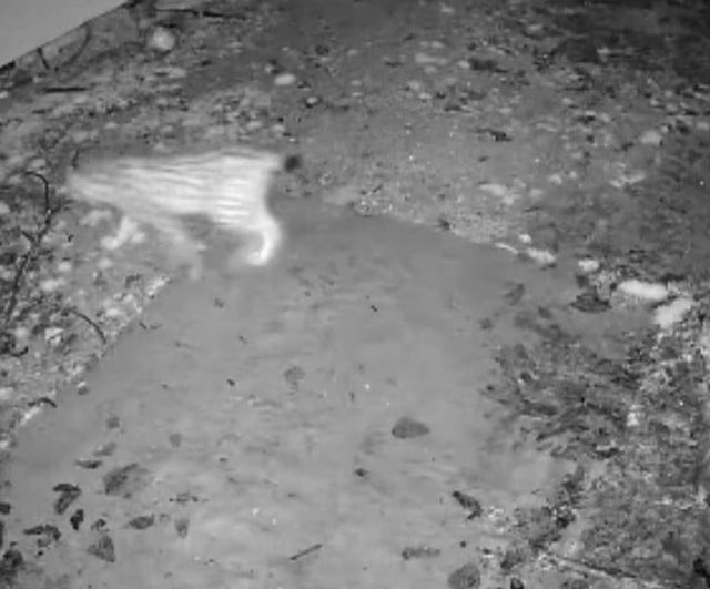 Elazığ Keban’da Gökbelen köyüne inen vaşak evin önünde yiyecek ararken güvenlik kamerasına yansıdı