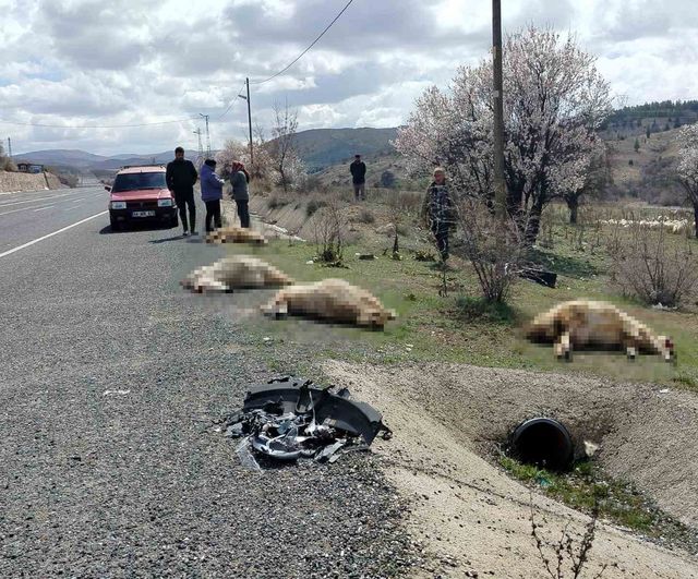Elazığ Keban yolunda otomobil koyun sürüsüne çarptı: 9 koyun telef oldu