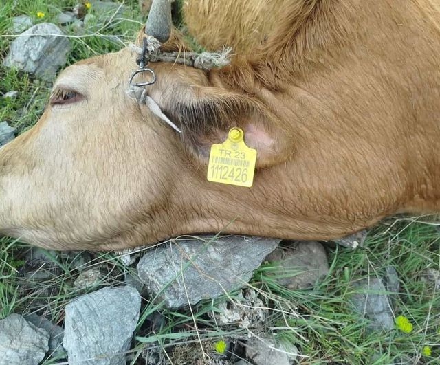 Elazığ Sivrice'de yıldırım çarpması sonucu 5 inek telef oldu