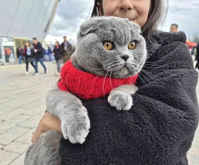 Eskişehirspor-Kütahyaspor maçında küçük taraftar kedisiyle tribündeydi