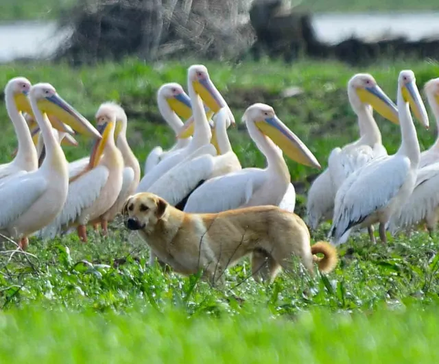 Göç Yolundaki Pelikan Sürüsü Boğazköy Barajı'nda Mola Verdi