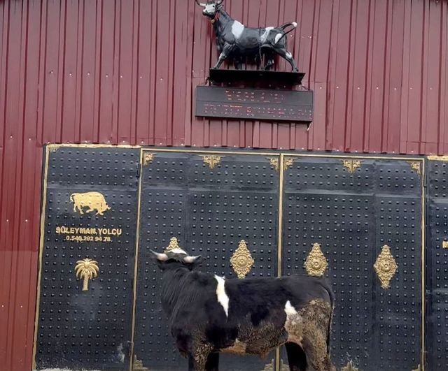 Hisarcık'ta tosunun boğa heykeline verdiği tepki sosyal medyada ilgi çekti