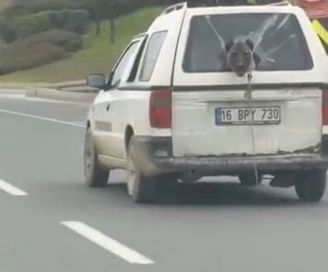 İnegöl'de kamyonetin kırık camından başını çıkaran köpek trafikte ilgi topladı