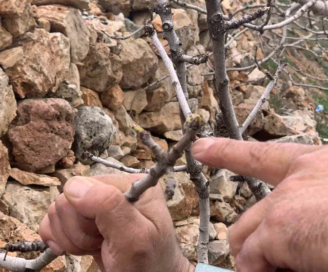 Kar ve yağmur bereketi: Antep fıstığında kuraklık endişesi geçti