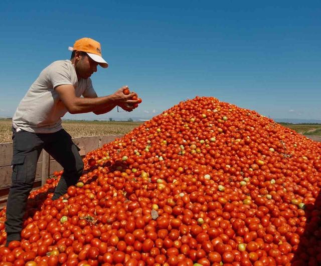 Karacabey'de salçalık domateste 'serbest' ekim öne çıkıyor