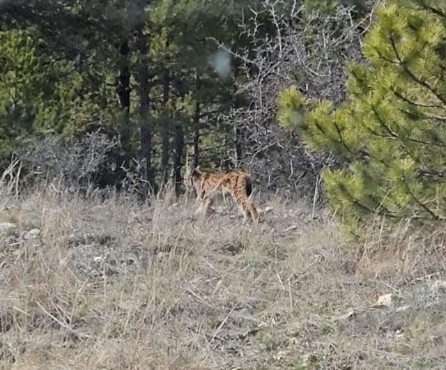 Kastamonu'da nesli tehlike altındaki vaşak ormanda görüntülendi