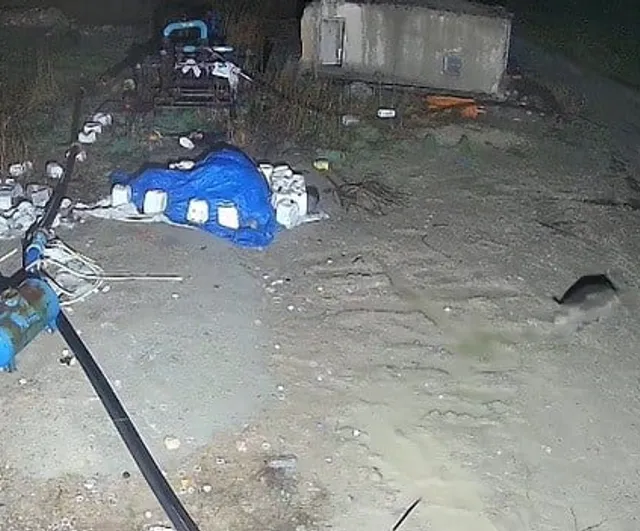 Konya Karapınar'da domuz sürüsü yerleşim alanına indi — Güvenlik kamerası kaydetti