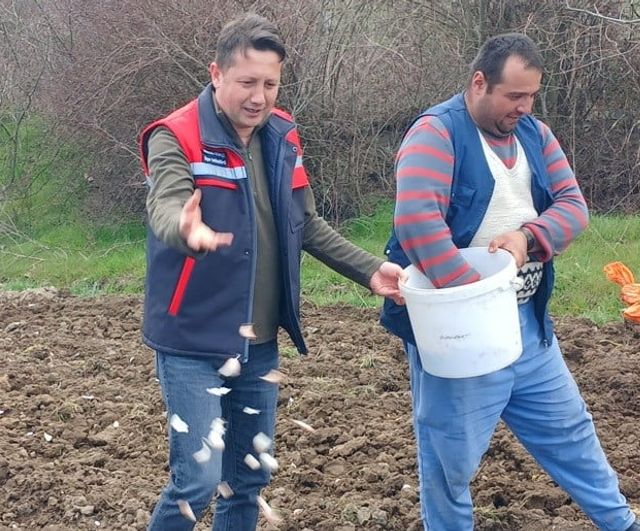 Köprücek Sarımsağı, Tavşanlı Çiftçilerine Alternatif Gelir Kaynağı Sağlıyor