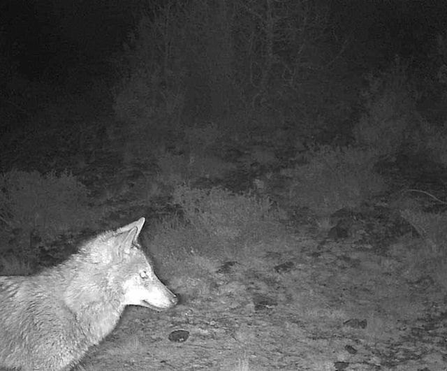 Kütahya Ahmetoluğu'nda fotokapan kayıtları yaban hayatının zenginliğini belgeledi