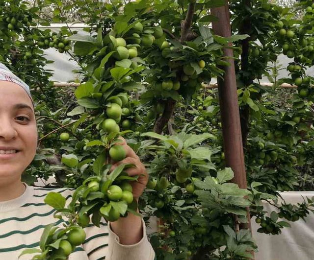 Mersin Silifke'de açıkta erik hasadı başladı: Fiyatlar 200-800 TL aralığına geriledi