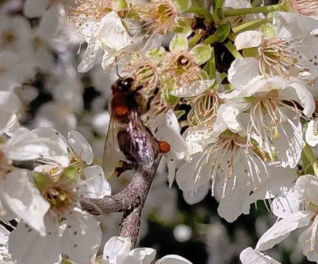 Mudurnu’da baharın erkenden gelmesiyle arılar polen toplamaya başladı