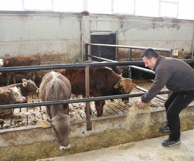 Oltu’da devlet destekli akıllı ahır projesiyle üretim ve verimlilik arttı