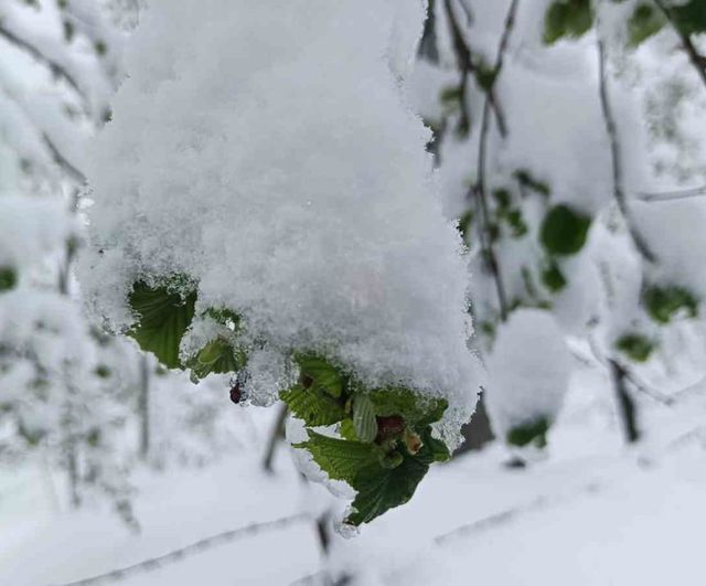 Ordu'nun iç kesimleri için zirai don uyarısı: Samsun Meteoroloji 10. Bölge Müdürlüğü'nden