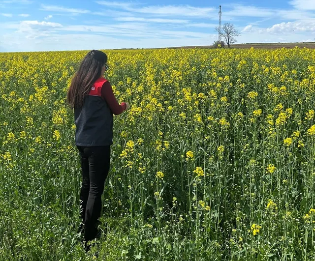 Pehlivanköy'de Kanola Tarlalarında Fizyolojik Gelişim ve Toprak Nem İncelemesi