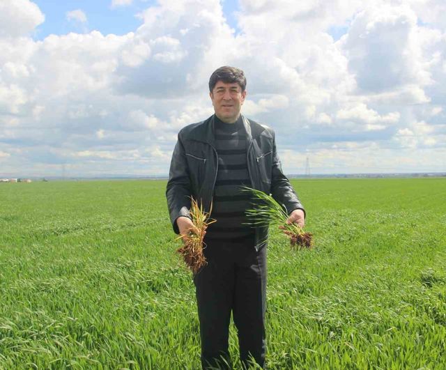 Şanlıurfa’da 2026 Yağışları Bereket Getirdi: Kuru Tarımda Verim Beklentisi Arttı