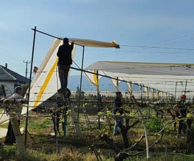 Sarıgöl’de bağlar yeni sezona dolu tülleriyle hazırlanıyor