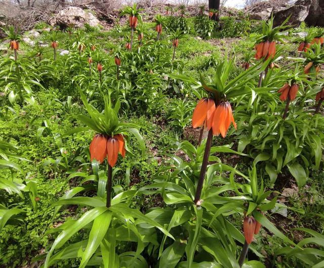 Sason’da baharın simgesi ters lale: Kısa ömrüyle doğaseverlerin ilgi odağı