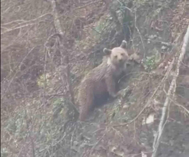 Sinop Ayancık'ta yavru ayı yolda görüntülendi — Babaköy yakınlarında cep telefonu kamerasına yansıdı
