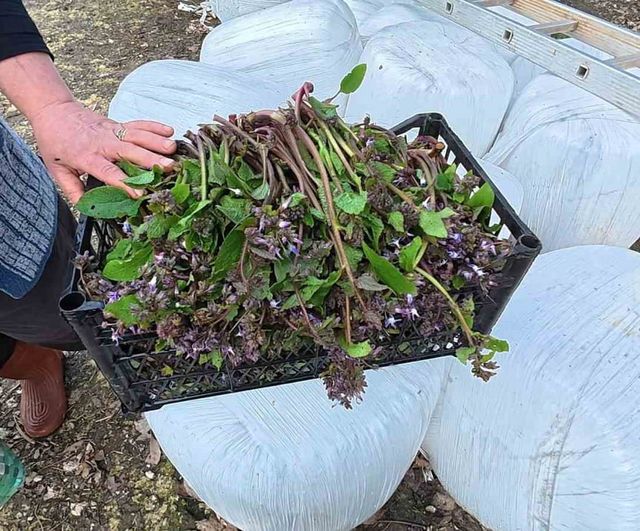 Sinop'ta baharın lezzeti zılbıt Erfelek pazarlarında ilgi görüyor