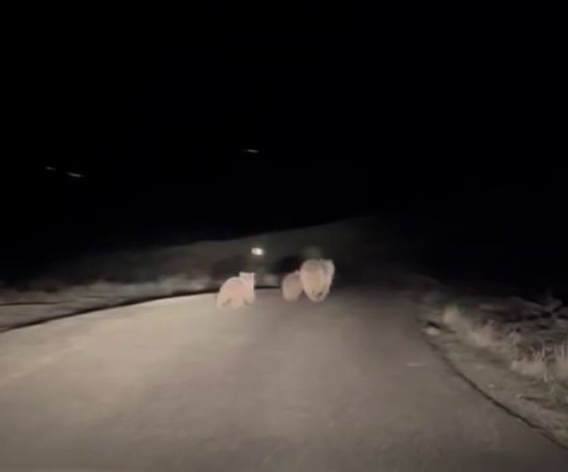Sivas Koyulhisar'da kış uykusundan uyanan anne ayı ve iki yavrusu yol üzerinde görüntülendi