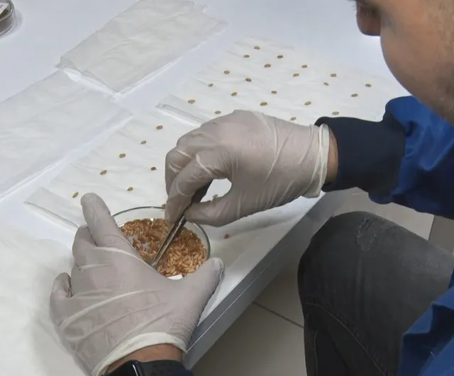 Türkiye gen bankalarıyla gıda güvenliğine hazır: 122 bin tohum, 400 bin kapasiteli altyapı