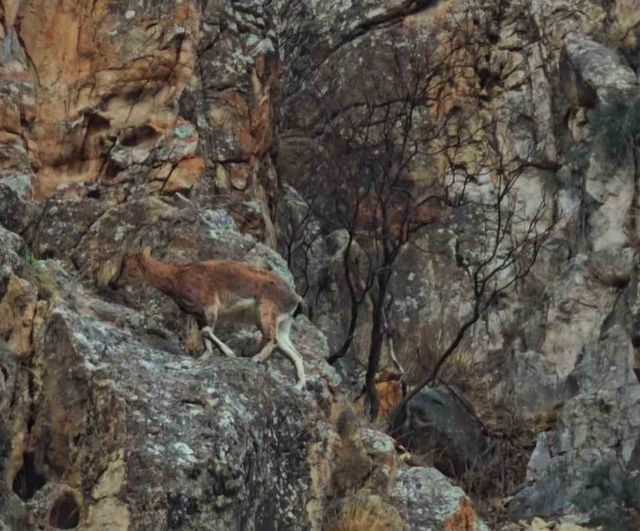 Uzundere'de Dağ Keçileri Erzurum-Artvin Karayolu Kenarında Görüntülendi