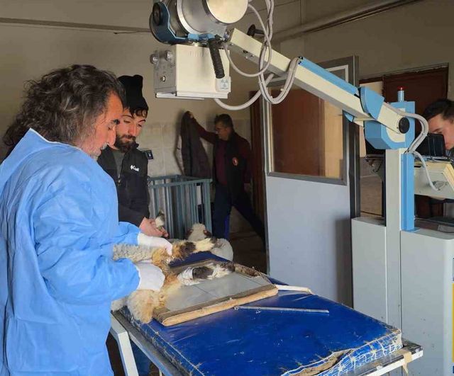 Van'da 5.2'lik depremde çöken ahırdan kurtarılan 7 kuzu Van YYÜ'de tedaviye alındı
