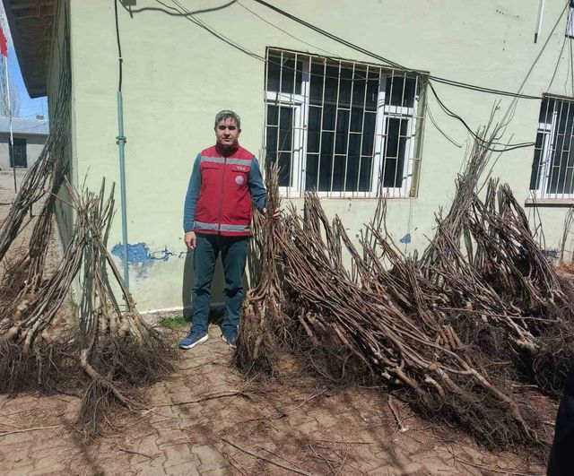 Van Muradiye'de yüzde 90 hibeli 50 bin meyve fidanı çiftçilere dağıtıldı