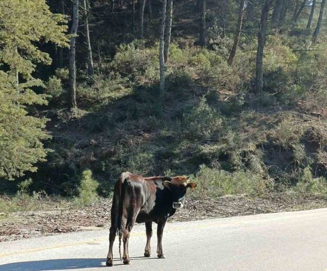 Yem Maliyetleri Yükseldi: Aydın'da Salma Besicilik Yeniden Öne Çıkıyor