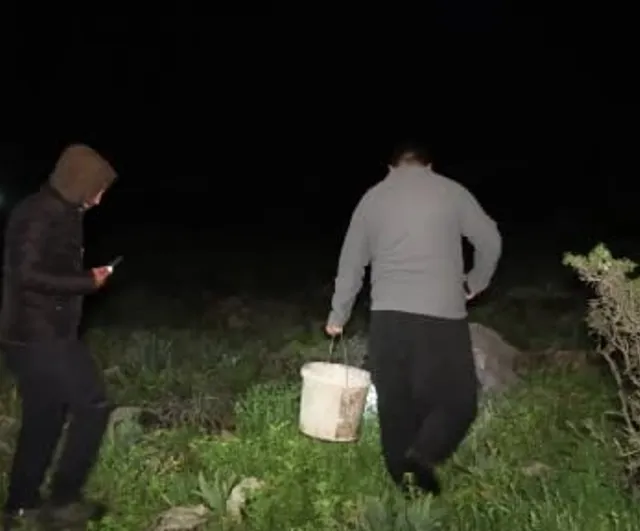Adana Kozan'da salyangoz mesaisi: Kilogramı 35 lira