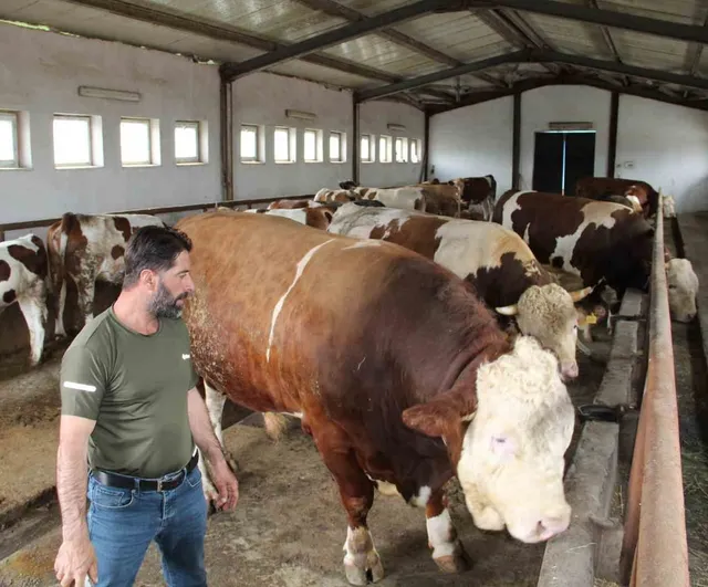 Bingöl'de 1,5 tonluk 'Tosun Paşa' 450 bin liraya satıldı