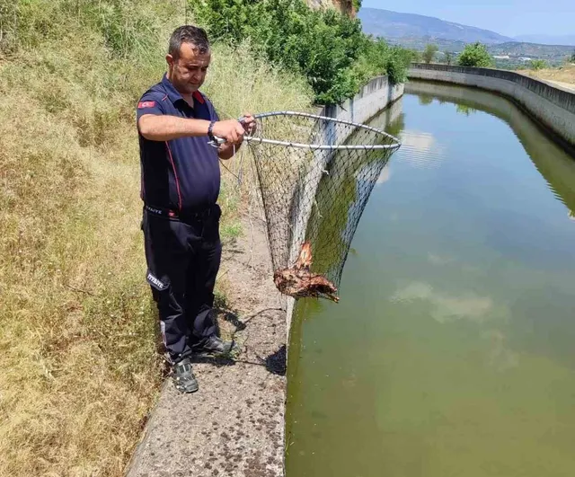 Bozdoğan'da sulama kanalında mahsur kalan yaralı kartal kurtarıldı