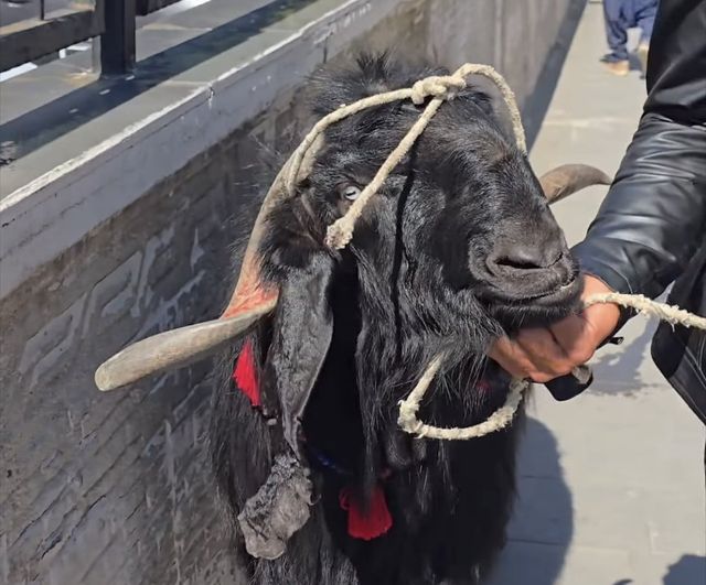 Çermik'te 70 kiloluk kurbanlık keçi 36 bin liraya satıldı