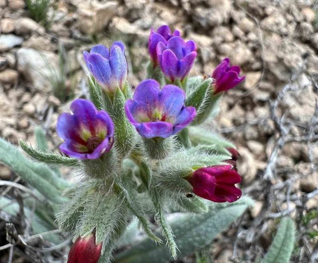 Darende Florası Projesi: İlk Kapsamlı Saha Çalışması Tamamlandı