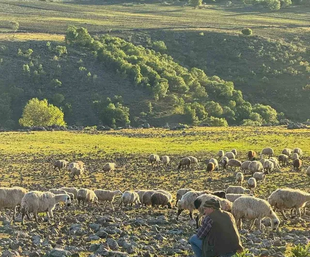 Diyarbakır Çermik'te göçerlerin nisan-mayıs yayla göçü başladı