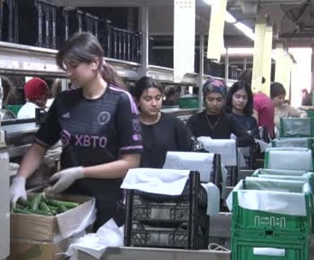 Domateste üretim planlaması: Fiyat istikrarının anahtarı