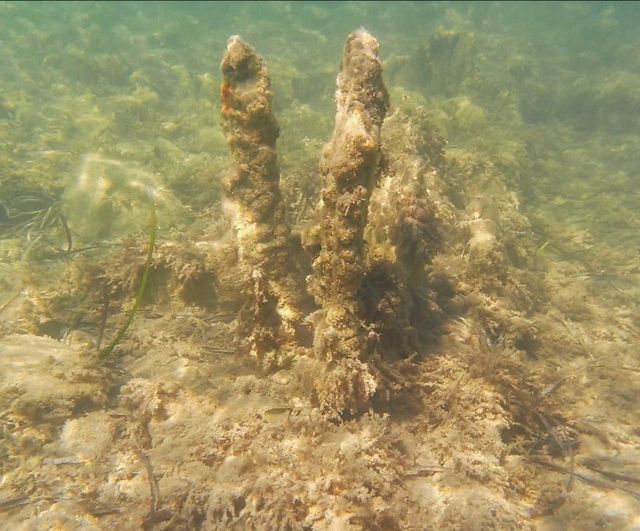 EKODOSD: Kuşadası Yılancıburnu'ndaki batık iskelenin paslı demirleri tehlike oluşturuyor