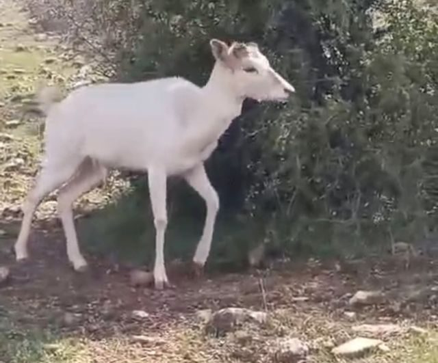 Elazığ'ın Ağın ilçesinde nadir beyaz alageyik koyun sürüsünde görüldü