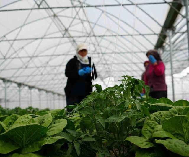 Erzincan Yeniköy’de Sera Marulu Hasadı Başladı — Yıllık 180 Bin Üretim